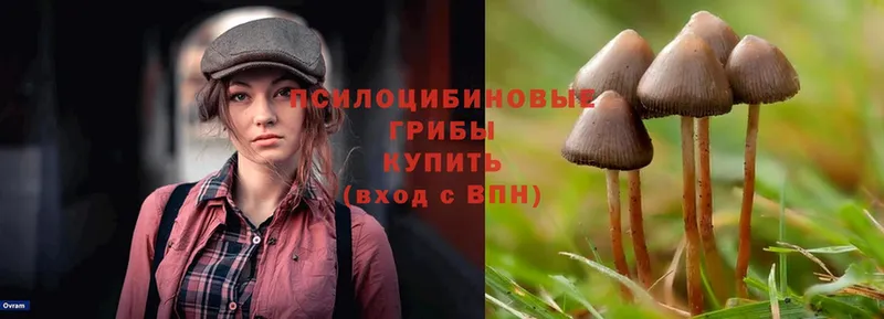 Псилоцибиновые грибы Magic Shrooms  Покров 